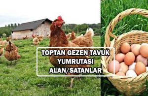 Toptan Köy Yumurtası Alan Satan Firmalar (2 ile 3 TL)